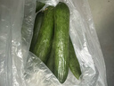 山东寿光水果黄瓜生吃脆新鲜荷兰青瓜当季无刺小黄瓜源头直发 精品水果黄瓜净重 4.5斤 实拍图