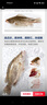鲜活桂鱼400-500g 实拍图