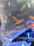 斑马鱼活体网红好养金鱼冷水大号七彩荧光红蓝淡水小型热带观赏鱼 【大号】糖果斑马10送2（六色） 实拍图
