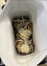【活蟹】蟹宗大闸蟹鲜活螃蟹河蟹现货全母3.5-3.8两8只去绳足重水产生鲜海鲜礼品礼盒 实拍图