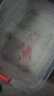 金鱼草金鱼观赏鱼冷水好养耐活小鱼苗锦鲤 2-4cm 红草金买5条送5条（加备损） 实拍图