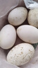 百世富泽（BAISHIFUZE）【百世富泽】黄河滩大鹅蛋新鲜正宗土鹅蛋农家自养孕妇超大鹅蛋 12枚130-150克 实拍图