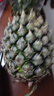 广东徐闻香水菠萝新鲜水果生鲜热带孕妇水果整箱包邮 【限时低价】1个装  单果650g起 实拍图