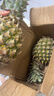 广东徐闻香水菠萝新鲜水果生鲜热带孕妇水果整箱包邮 【限时低价】1个装  单果650g起 实拍图