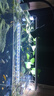 YEE鱼缸灯led灯水草灯防水水族箱节能防溅水支架灯水草灯专用观赏灯 四排【14瓦】灯长48cm（48-57cm鱼缸） 实拍图