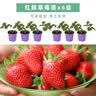 寿禾草莓苗带土发货大苗寿光大型苗场四季带盆栽好蔬菜苗批发种子秧苗 红颜草莓苗3盆+肥料 实拍图