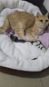 【京东快递】猫咪保暖加厚椭圆窝封闭式宠物窝小型犬狗窝猫咪窝 奶茶色 L60*75（20斤内） 实拍图