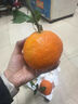 京鲜生 四川爱媛果冻橙 净重10斤 单果180g起 生鲜水果礼盒 实拍图