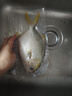 环球水产 南海金鲳鱼700g 2条 BAP认证深海鱼 冷冻 鱼类海鲜 家庭聚餐 实拍图