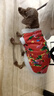 Lanswood狗狗衣服猫咪衣服宠物冬天过年加厚宠物东北大小狗泰迪比熊花棉袄 红色东北的大花袄 XL-码（胸围50背长40） 实拍图