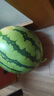 京鲜生 无籽麒麟大西瓜 1粒装 7-9斤 生鲜水果 实拍图