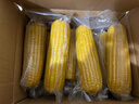 北大荒东北黄糯玉米棒 真空非转基因鲜食玉米黏玉米 4斤 8根 实拍图