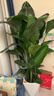 植男植女天堂鸟盆栽客厅室内好养大型落地绿植办公室大叶鹤望兰源头直发 实拍图