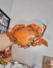 棠鲜生【包活到家】广东正宗膏油黄油蟹 鲜活特大节年货送礼海鲜礼盒 【1只膏油黄油蟹】（4-5两） 实拍图