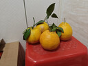 生活＆好管家 四川春见耙耙柑爆浆大果新鲜水果礼盒应季橘子现摘柑橘子桔子 4.5-5斤【超划算】净重4.5斤 果径80-85mm【中大果】 实拍图