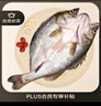 仙泉湖三去白蕉海鲈鱼1斤/条净膛冷冻刺少肉厚珠海特产500g生鲜食材 实拍图