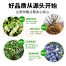 四万公里 蓝莓树苗 薄雾果树树苗南北方种植阳台盆栽地栽果苗源头直发包邮 实拍图