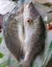 仙泉湖三去白蕉海鲈鱼1斤/条净膛冷冻刺少肉厚珠海特产500g生鲜食材 实拍图
