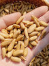 春江月巴西松子罐装500g长颗粒阿富汗进口手剥松子2025新货坚果零食 实拍图