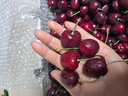 京鲜生 智利空运Santina车厘子2J级5斤礼盒装果径约28-30mm【赠送卡尺】 实拍图