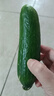 京喜加新鲜无刺水果小黄瓜小青瓜脆甜荷兰脆嫩生吃黄瓜蔬菜 水果黄瓜 2斤 带箱活动 实拍图