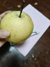 安徽正宗砀山梨青梨酥脆一号青皮蜜梨脆甜多汁无渣沐驰 9斤精选大果（净果8.5斤以上） 实拍图