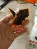 蜀道香 真味牛肉干 香辣味200g 休闲零食 肉干肉脯特产小吃0添加淀粉 实拍图