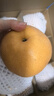 山姆大叔 山东莱阳秋月梨【闪送-多地次日达】冰糖梨子水果礼盒中秋送礼品 【贡品级-特级大果】单果350g-450g｜冰糖甜 5斤装【超值推荐-80%选择】净4.5 实拍图