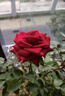 景郁春 JIRYUCUR玫瑰花苗特大花月季花苗绿植阳台盆栽蔷薇花苗卡罗拉源头直发 晒单实拍图