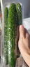 【水果菜】紫溪山嫩黄瓜约550g 实拍图
