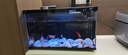 米家（MIJIA）智能生态鱼缸还原自然生态 智能鱼缸+滤芯套装 实拍图