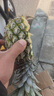 广东徐闻香水菠萝新鲜水果生鲜热带孕妇水果整箱包邮 【限时低价】1个装  单果650g起 实拍图