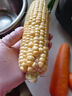 【炖煮季】黄粒甜玉米约800g 实拍图