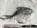 沢素湾舟山大银鲳鱼 超大特大平鱼镜鱼白磷大昌鲳鳊鱼白鲳鲳片镰鲳 3条特大鲳鱼（7-9两/条） 实拍图
