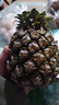正宗海南金钻凤梨新鲜水果当季树上熟芒果凤梨【催熟食用】 1粒装单果500g-650g【7成熟，催熟再吃】 实拍图