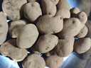 【真便宜】红皮土豆高原黄心土豆马铃薯红皮黄心洋芋 蔬菜水果 红皮土豆 1斤 单果1-3两 实拍图