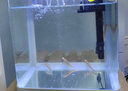 晶明水族鱼缸客厅家用免换水懒人带氧气中小型迷你创意造景带盖玻璃水族箱 240型号标准版 带增氧过滤灯光 晒单实拍图
