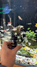 百因美百因美鱼缸硝化细菌胶囊水族药剂非鱼药净水质养鱼用品消化细菌 实拍图