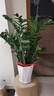叹为观止大型植物发财树各种大颗盆栽开业乔迁客厅办公室内好养大型花卉 金钱树【80厘米-1米】 含盆 实拍图