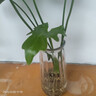龙鳞春羽水培植物天堂鸟客厅绿萝盆栽花卉富贵竹龟背竹好养的绿植 精品春羽20-25cm【2棵】送营养液 实拍图