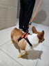 磊嘉狗绳狗链柯基防爆冲胸背带牵引绳中大型小型犬遛狗绳柴犬 暖橙色-胸背带1个配狗绳1根 S（建议8-20斤） 实拍图