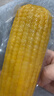 十月稻田 黄甜糯玉米 8根 3.52斤 真空包装 东北粘玉米棒 低脂早餐 实拍图