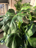 叹为观止大型植物发财树各种大颗盆栽开业乔迁客厅办公室内好养大型花卉 龟背竹【1-1.2米】 含盆 实拍图