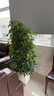叹为观止大型植物发财树各种大颗盆栽开业乔迁客厅办公室内好养大型花卉 八方来财【1.3-1.5米】 含盆 实拍图