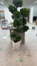叹为观止大型盆栽金钱榕百合竹金钱树发财树清香木办公室内落地款中型植物 造型摇钱树1.7-1.9米【菱形盆】 含盆 实拍图