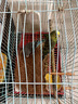 万宠汇 鸟活体虎皮鹦鹉笼养牡丹玄风活鸟学说话手养小太阳鹦鹉和尚鹦鹉 蓝色虎皮+绿色虎皮（一公一母） 实拍图