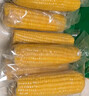 十月稻田 黄甜糯玉米 8根 3.52斤 真空包装 东北粘玉米棒 低脂早餐 实拍图