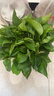 绿萝盆栽室内客厅绿植花卉 家用净化空气绿箩植物吸除甲醛吊兰 高26CM【原盆+托盘】1盆+肥 实拍图