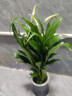 【热销款】白掌一帆风顺盆栽水培植物室内花绿植红掌发财树吸甲醛 特级白掌带花+繁星自吸盆 实拍图