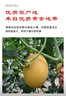 京鲜生 黄金哈密瓜 3-4粒  净重12斤 单果3斤起 生鲜水果礼盒 实拍图